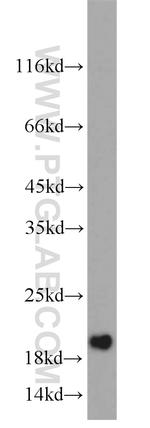 SUMO2/3 Antibody in Western Blot (WB)
