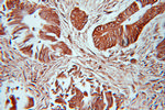 SUMO2/3 Antibody in Immunohistochemistry (Paraffin) (IHC (P))
