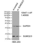 SUMO2/3 Antibody in Western Blot (WB)