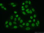 SUB1 Antibody in Immunocytochemistry (ICC/IF)