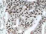 SUB1 Antibody in Immunohistochemistry (Paraffin) (IHC (P))