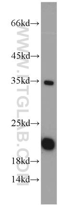 SUB1 Antibody in Western Blot (WB)
