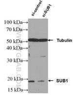SUB1 Antibody in Western Blot (WB)