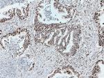 SUB1 Antibody in Immunohistochemistry (Paraffin) (IHC (P))