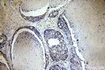 SUB1 Antibody in Immunohistochemistry (Paraffin) (IHC (P))