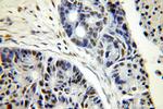 SUB1 Antibody in Immunohistochemistry (Paraffin) (IHC (P))