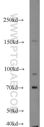 SLAM/CD150 Antibody in Western Blot (WB)