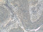 HMGN2 Antibody in Immunohistochemistry (Paraffin) (IHC (P))