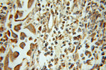 HMGN2 Antibody in Immunohistochemistry (Paraffin) (IHC (P))