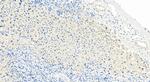 Galectin 8 Antibody in Immunohistochemistry (Paraffin) (IHC (P))