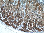 MESDC2 Antibody in Immunohistochemistry (Paraffin) (IHC (P))
