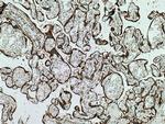 MESDC2 Antibody in Immunohistochemistry (Paraffin) (IHC (P))