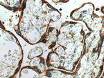 MESDC2 Antibody in Immunohistochemistry (Paraffin) (IHC (P))