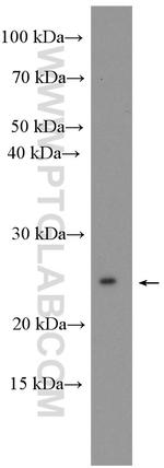 MESDC2 Antibody in Western Blot (WB)