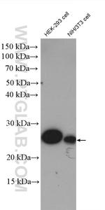 MESDC2 Antibody in Western Blot (WB)