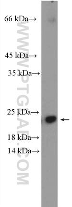 ARL3 Antibody in Western Blot (WB)