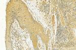 Destrin Antibody in Immunohistochemistry (Paraffin) (IHC (P))