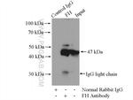 FH Antibody in Immunoprecipitation (IP)