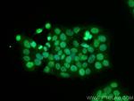 NCOA4 Antibody in Immunocytochemistry (ICC/IF)