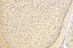 NCOA4 Antibody in Immunohistochemistry (Paraffin) (IHC (P))