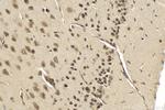 NCOA4 Antibody in Immunohistochemistry (Paraffin) (IHC (P))