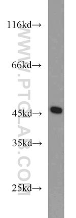 CTBP1 Antibody in Western Blot (WB)