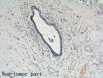 KLRG1 Antibody in Immunohistochemistry (Paraffin) (IHC (P))