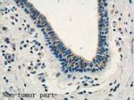 KLRG1 Antibody in Immunohistochemistry (Paraffin) (IHC (P))