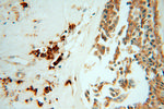 GRP94 Antibody in Immunohistochemistry (Paraffin) (IHC (P))