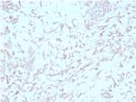 Kindlin-2/KIND2 Antibody in Immunohistochemistry (Paraffin) (IHC (P))