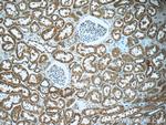 CUL2 Antibody in Immunohistochemistry (Paraffin) (IHC (P))
