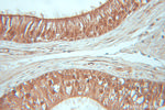 CUL2 Antibody in Immunohistochemistry (Paraffin) (IHC (P))