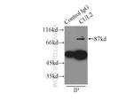 CUL2 Antibody in Immunoprecipitation (IP)