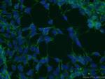 PICK1 Antibody in Immunocytochemistry (ICC/IF)