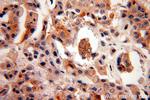 PICK1 Antibody in Immunohistochemistry (Paraffin) (IHC (P))