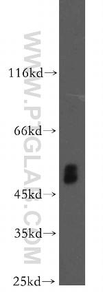 PICK1 Antibody in Western Blot (WB)