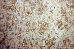 NCLN Antibody in Immunohistochemistry (Paraffin) (IHC (P))