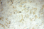 NCLN Antibody in Immunohistochemistry (Paraffin) (IHC (P))