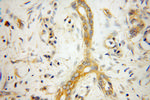 NCLN Antibody in Immunohistochemistry (Paraffin) (IHC (P))