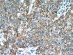 NCLN Antibody in Immunohistochemistry (Paraffin) (IHC (P))