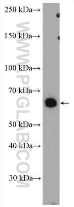 NCLN Antibody in Western Blot (WB)