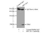 VILIP 3 Antibody in Immunoprecipitation (IP)