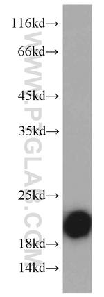 VILIP 3 Antibody in Western Blot (WB)