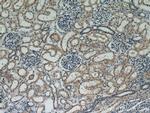 VILIP 3 Antibody in Immunohistochemistry (Paraffin) (IHC (P))