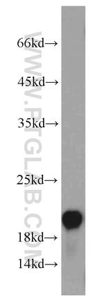 VILIP 3 Antibody in Western Blot (WB)