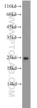 ATP5O Antibody in Western Blot (WB)