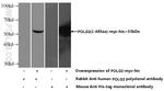 POLG2 Antibody in Western Blot (WB)