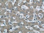 RAB32 Antibody in Immunohistochemistry (Paraffin) (IHC (P))