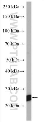 RAB32 Antibody in Western Blot (WB)