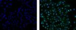 Rat anti-Mouse IgG2a Secondary Antibody, FITC, eBioscience™